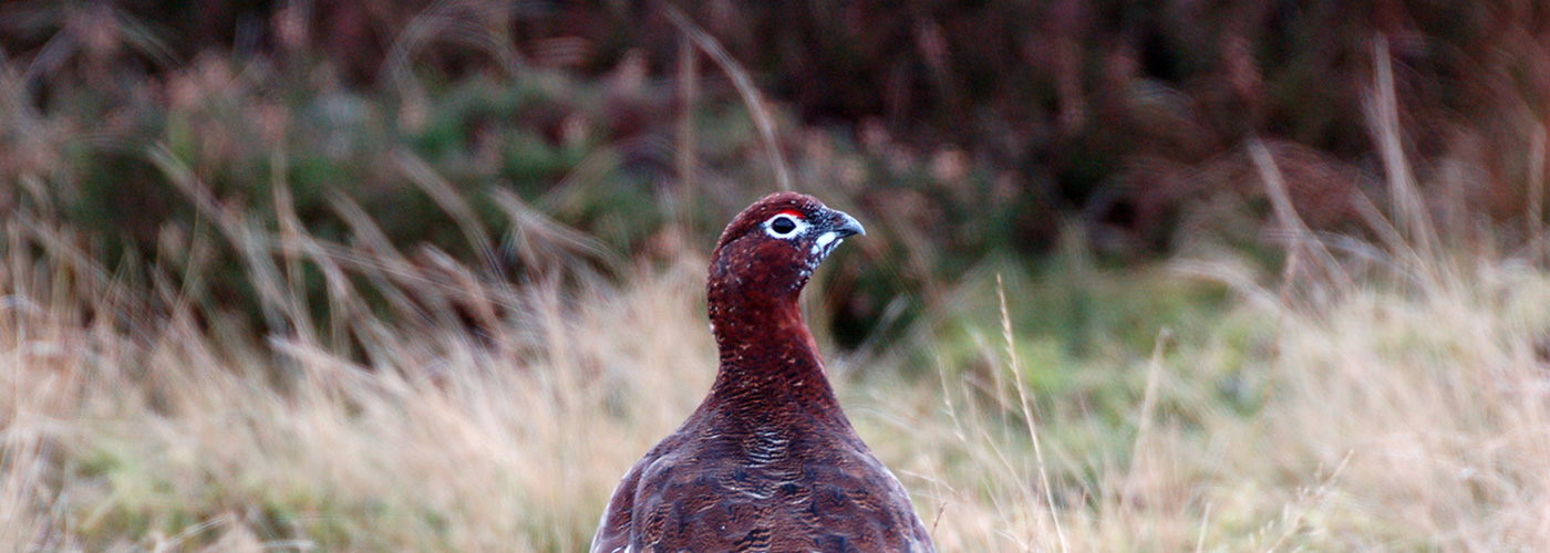 History of Red Grouse Shooting Powys