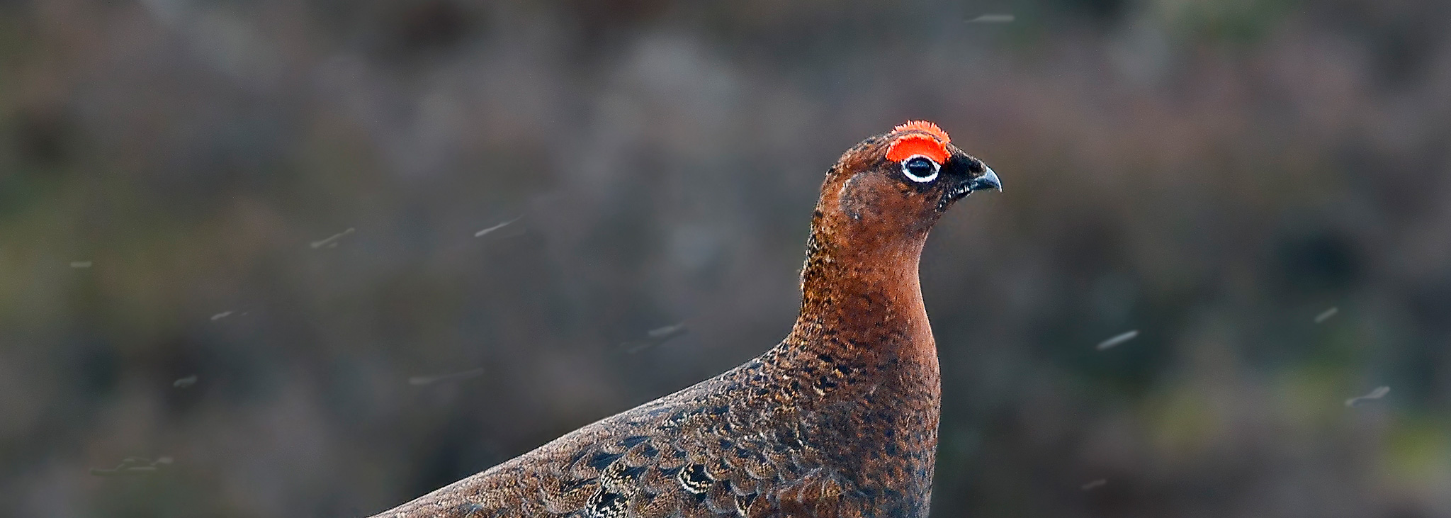 Bird Study - Final report - Powys Moorland Partnership